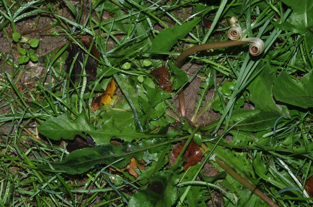 Taraxacum sp. (Asteraceae)