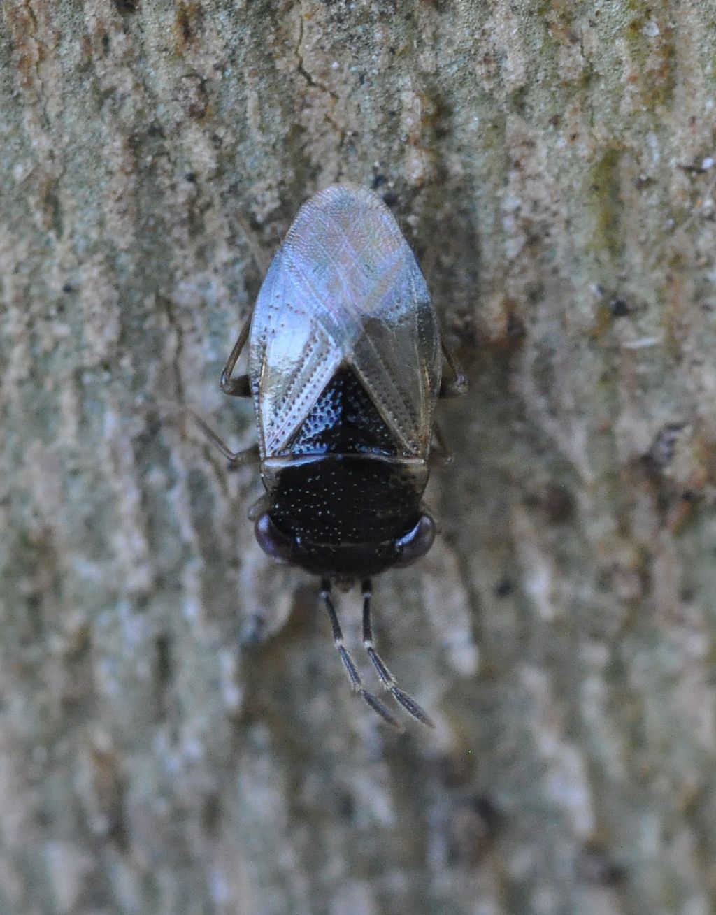 Lygaeidae: Geocoris cfr. pallidipennis