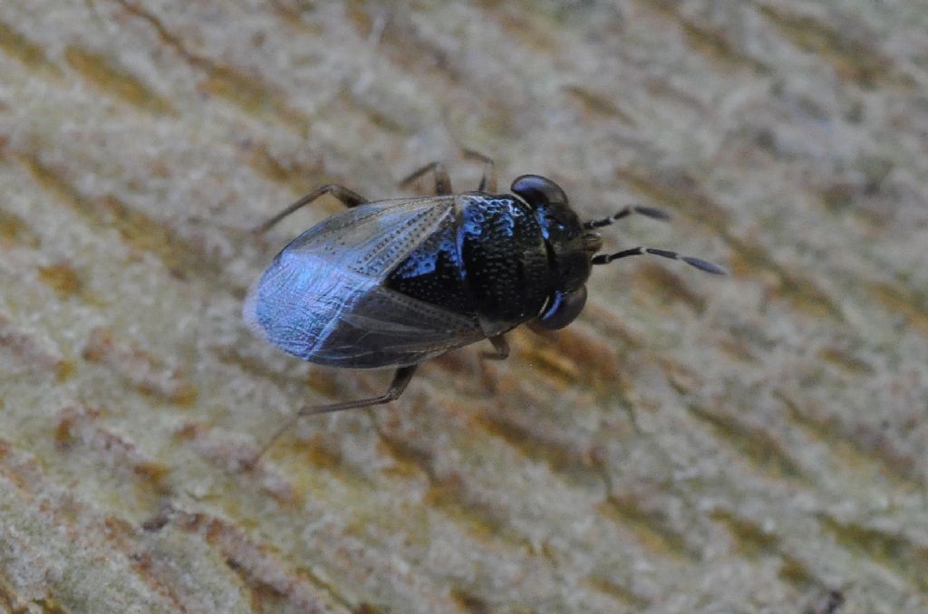 Lygaeidae: Geocoris cfr. pallidipennis