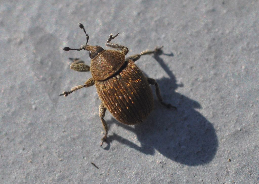 Rhinusa tetra - Curculionidae