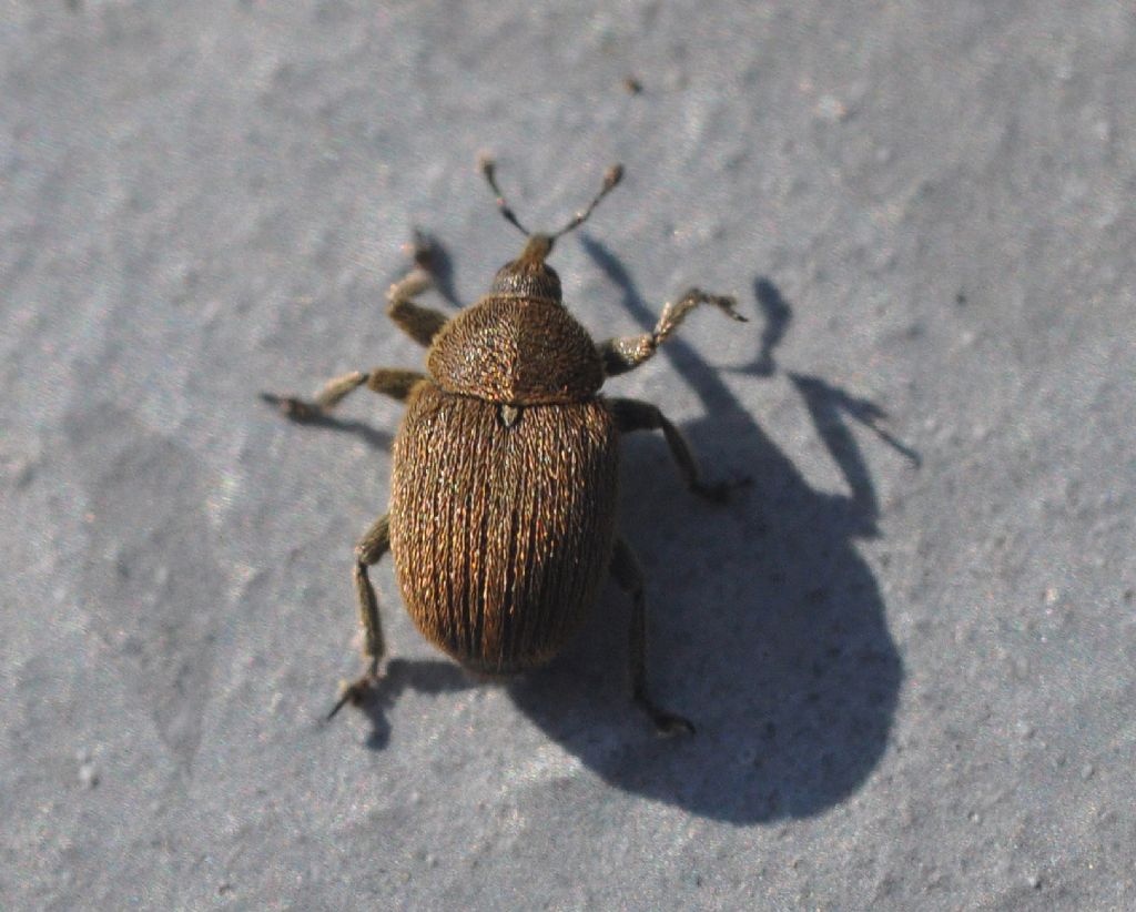 Rhinusa tetra - Curculionidae