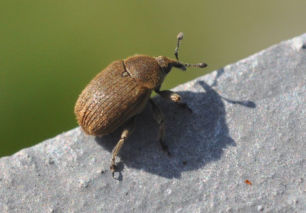 Rhinusa tetra - Curculionidae