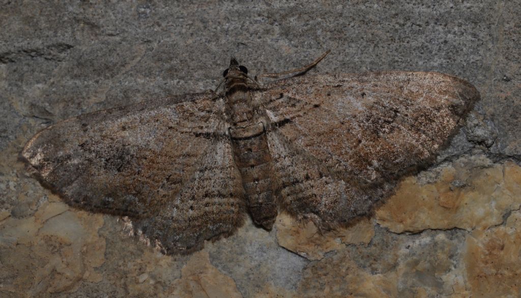 Geometridae da id - Horisme tersata