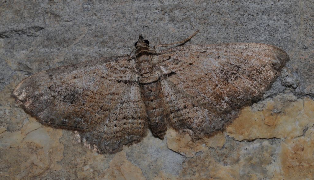 Geometridae da id - Horisme tersata