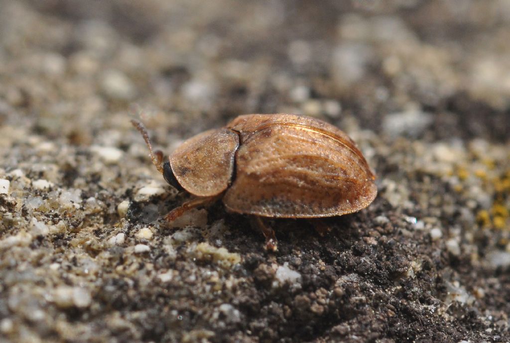 Hypocassida subferruginea, Chrysomelidae