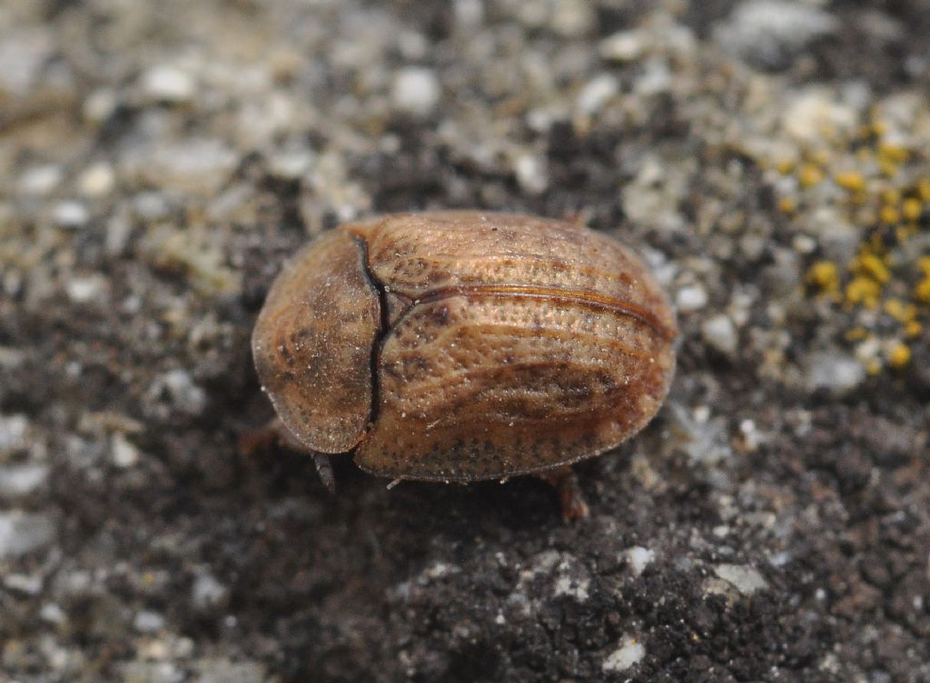 Hypocassida subferruginea, Chrysomelidae