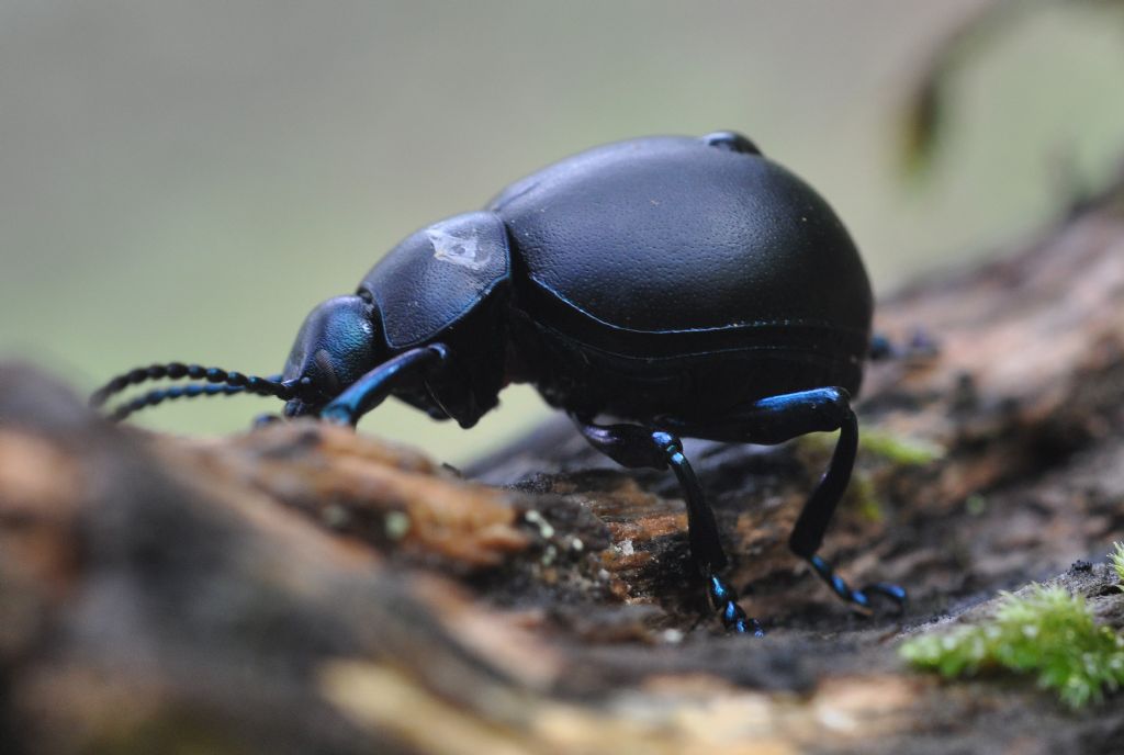 Timarcha nicaeensis, Chrysomelidae, femmina