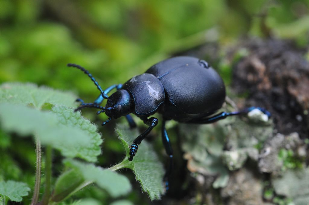 Timarcha nicaeensis, Chrysomelidae, femmina