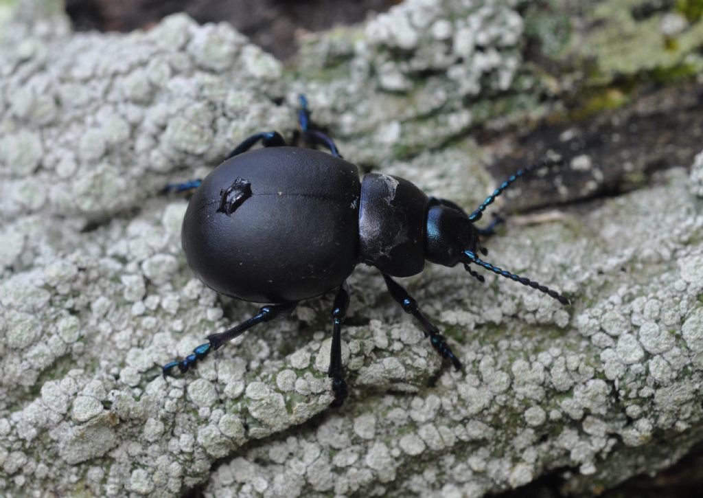 Timarcha nicaeensis, Chrysomelidae, femmina