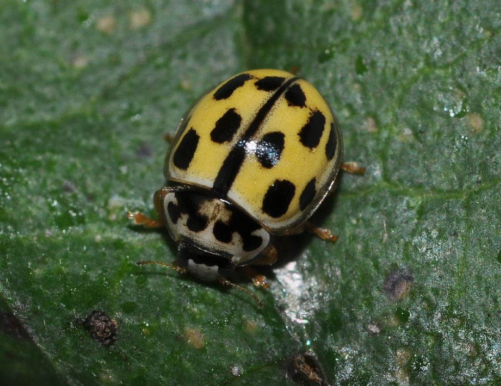 Propylea quatuordecimpunctata, Coccinellidae