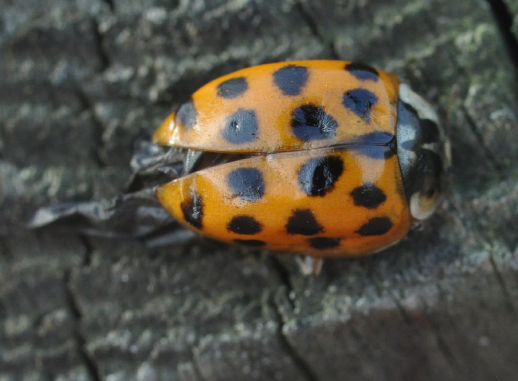 Coccinellidae da id (3): Harmonia axyridis