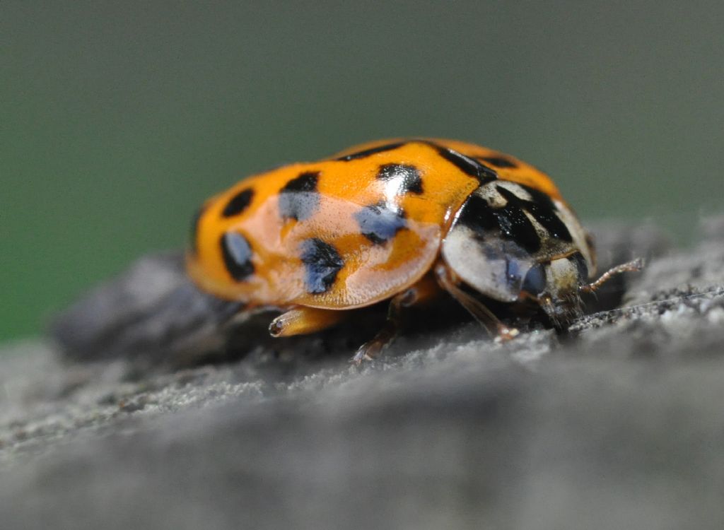 Coccinellidae da id (3): Harmonia axyridis