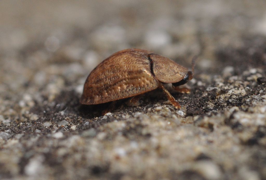 Hypocassida subferruginea, Chrysomelidae