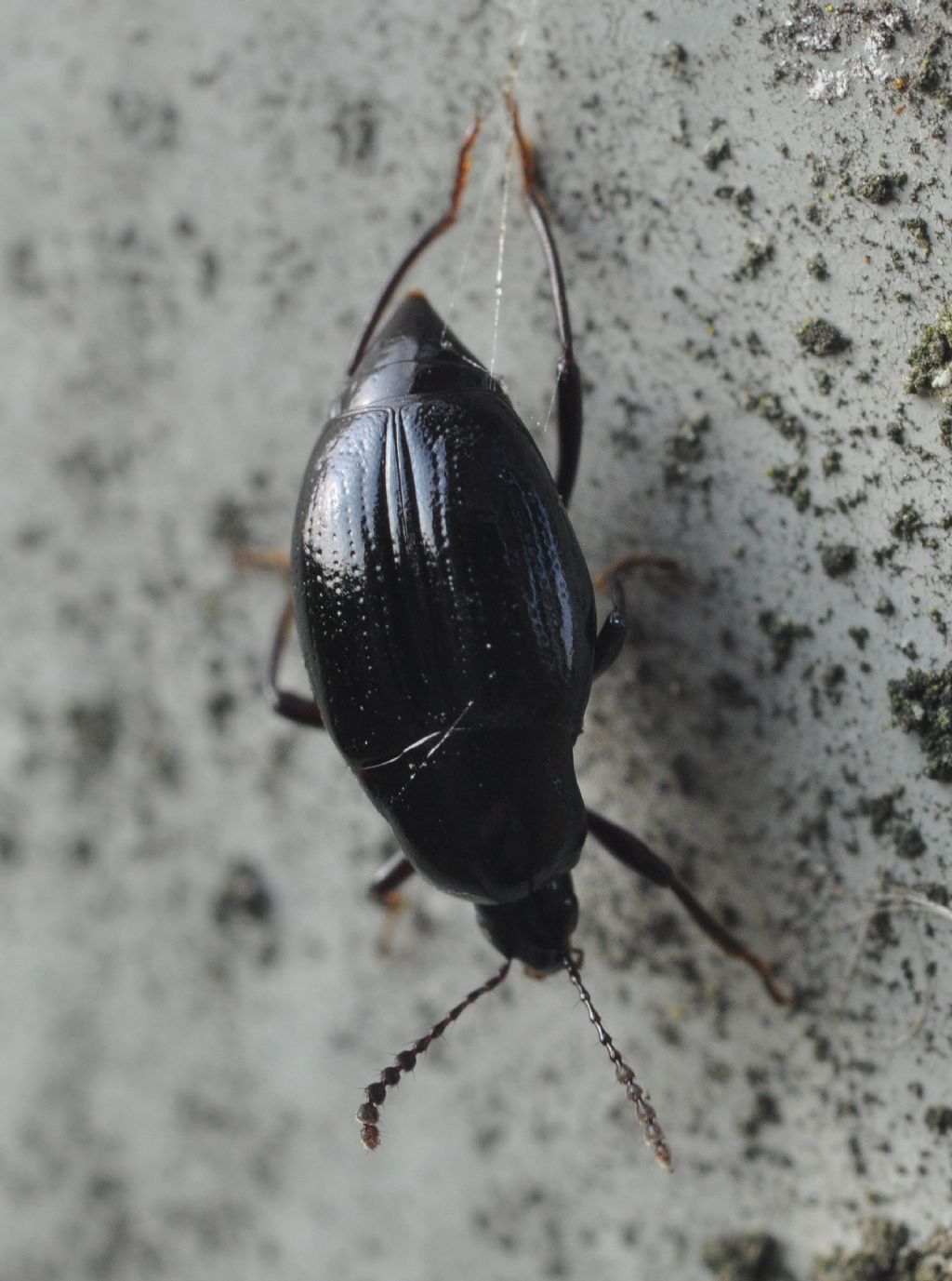 Scaphium immaculatum - Staphylinidae