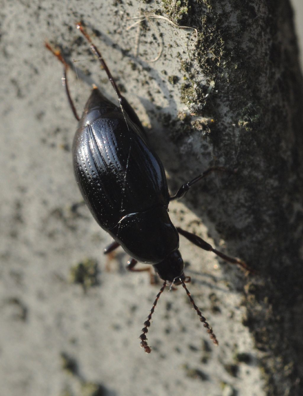 Scaphium immaculatum - Staphylinidae