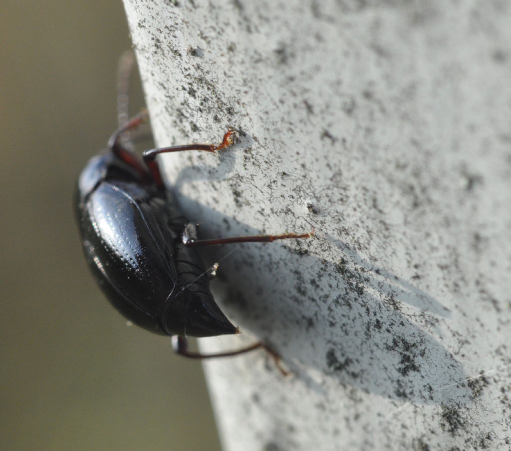 Scaphium immaculatum - Staphylinidae