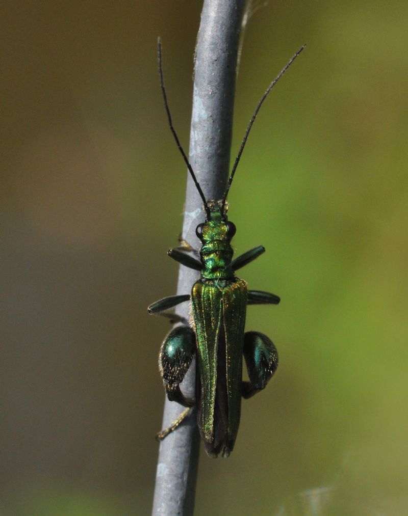 Oedemera nobilis, maschio, Oedemeridae