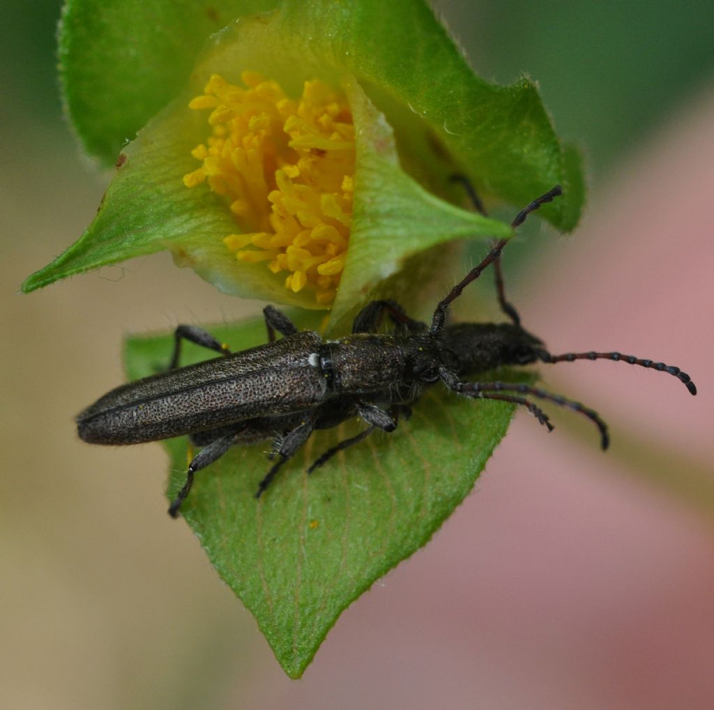 Oedemeridae da id: No, Deilus fugax, Cerambycidae