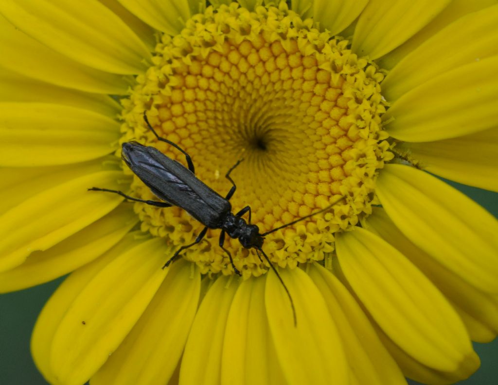 Oedemera atrata, femmina, Oedemeridae