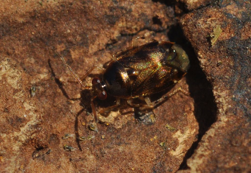 Miridae:   Deraeocoris lutescens