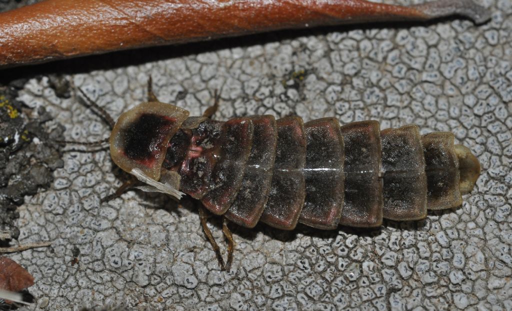 larva di Lampyris sp., Lampyridae