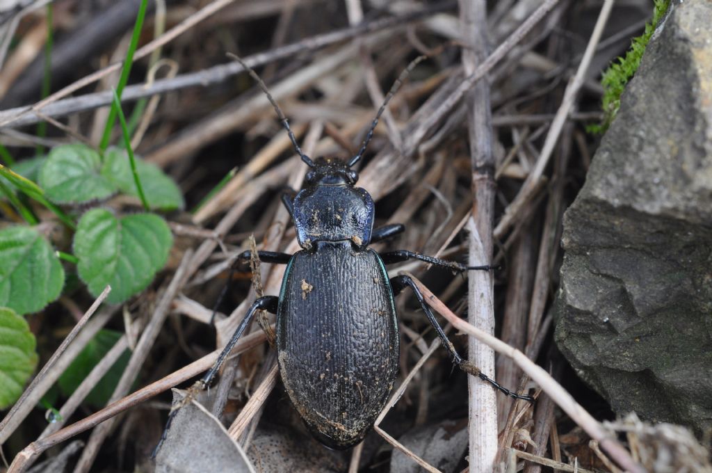 Carabus (Archicarabus) rossii, Carabidae