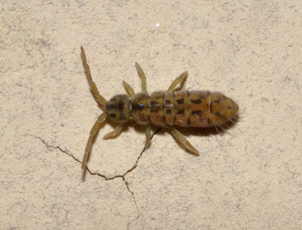 Collembolo da id