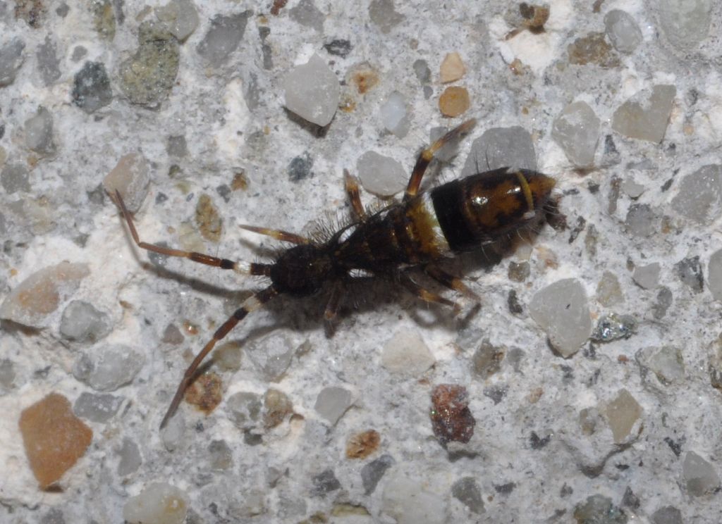 Collembola: cfr. Orchesella cinta (Entomobryidae)