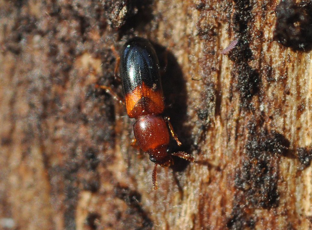 Hypophloeus bicolor, Tenebrionidae