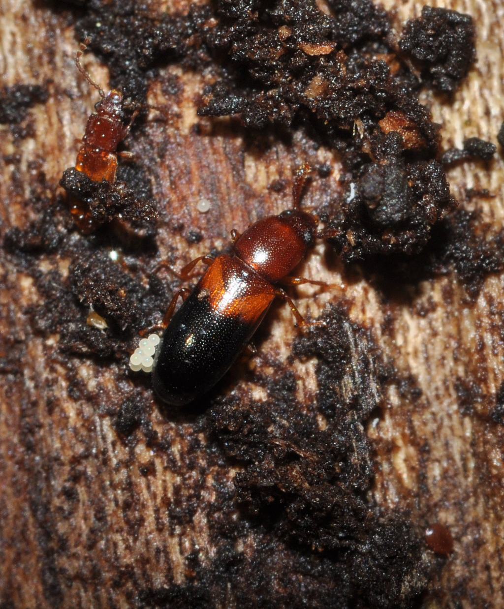 Hypophloeus bicolor, Tenebrionidae