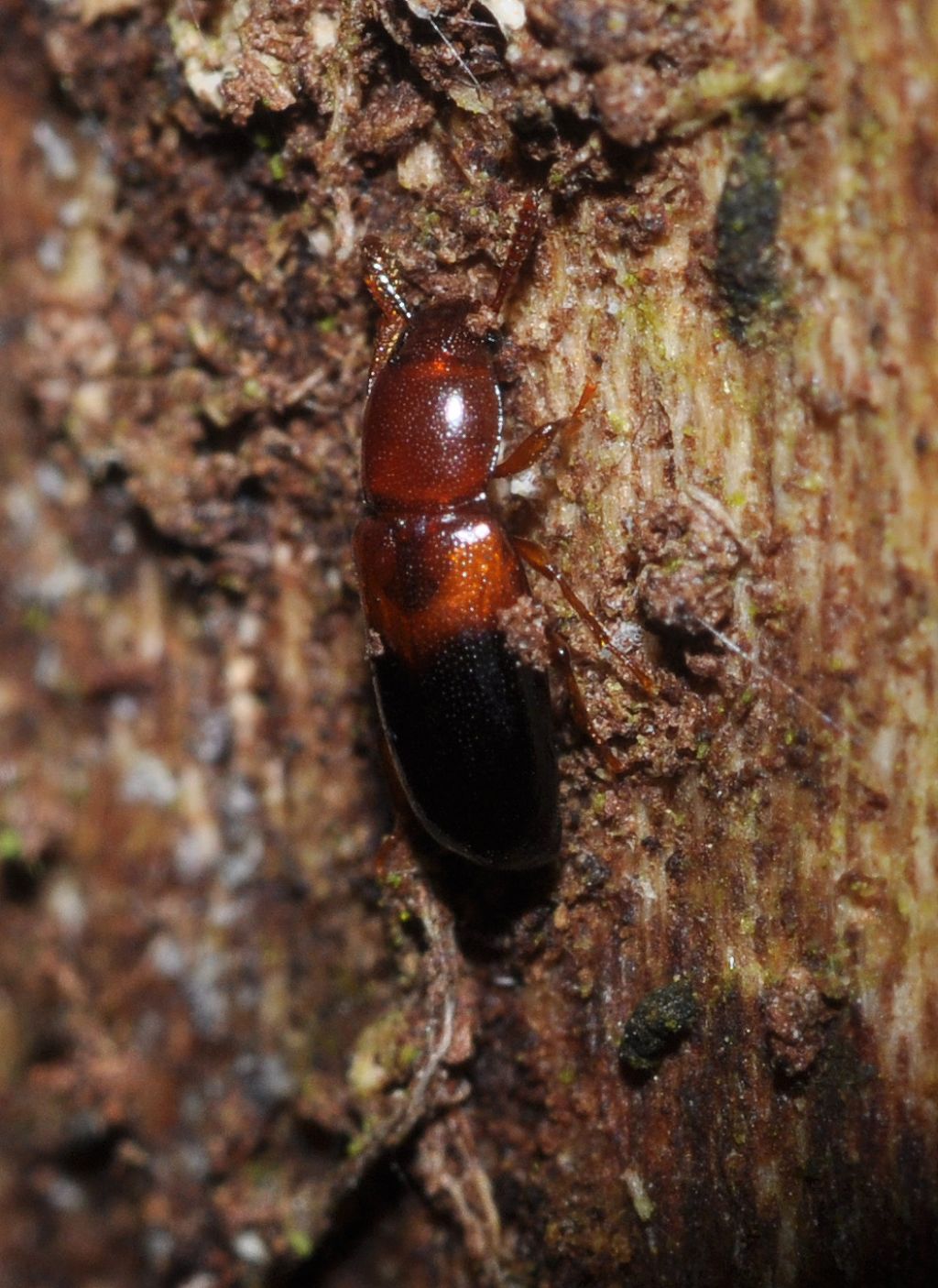 Hypophloeus bicolor, Tenebrionidae