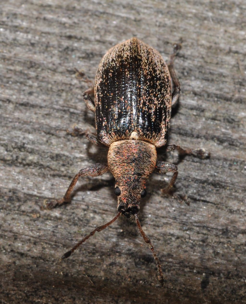 Phyllobius pyri, Curculionidae