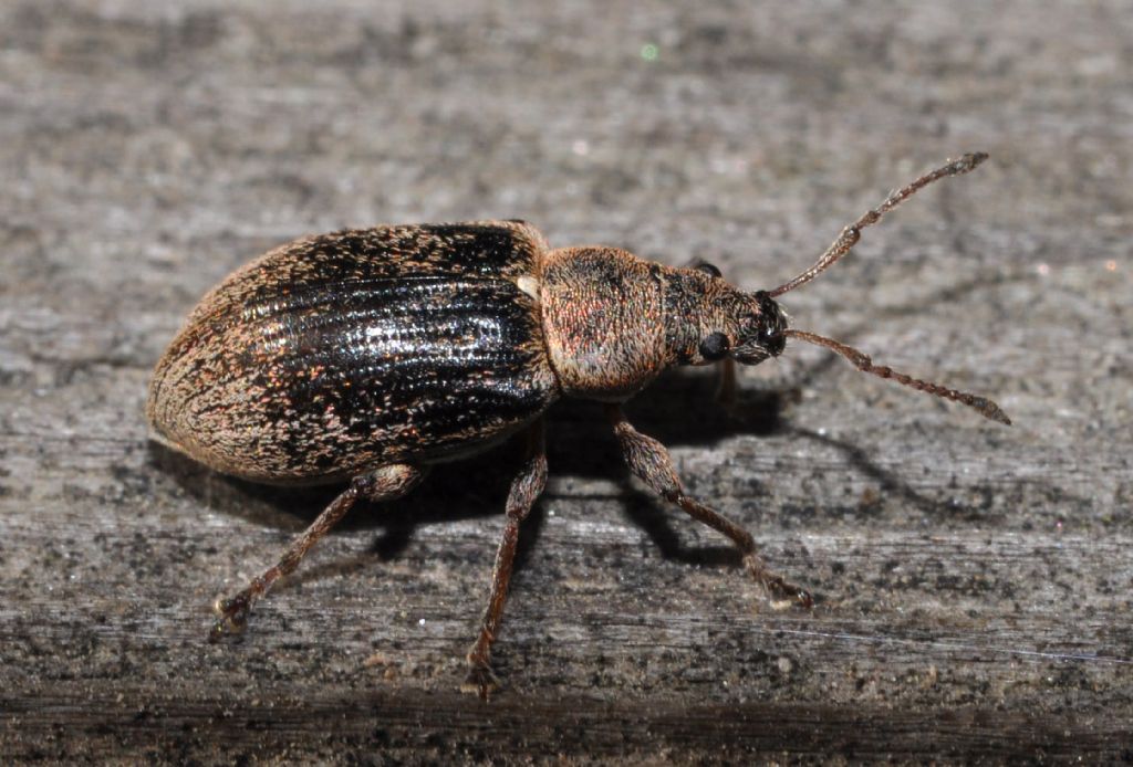 Phyllobius pyri, Curculionidae