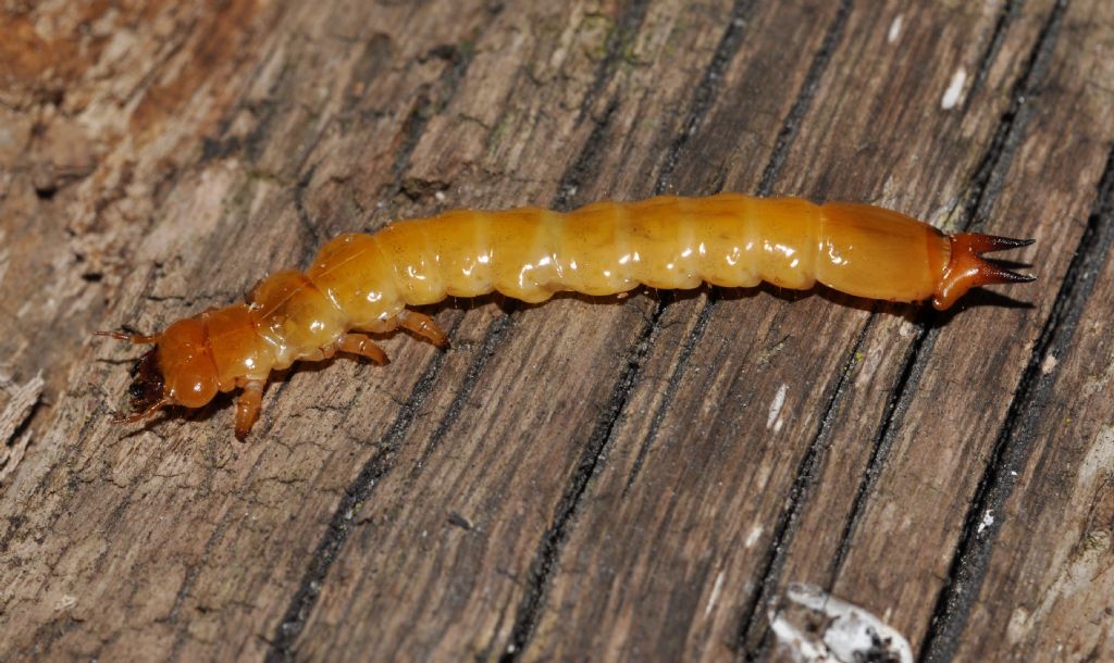 larva di Pyrochroa sp., Pyrochroidae