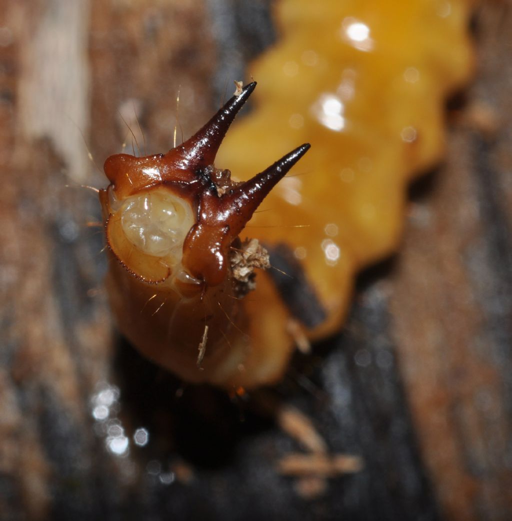 larva di Pyrochroa sp., Pyrochroidae