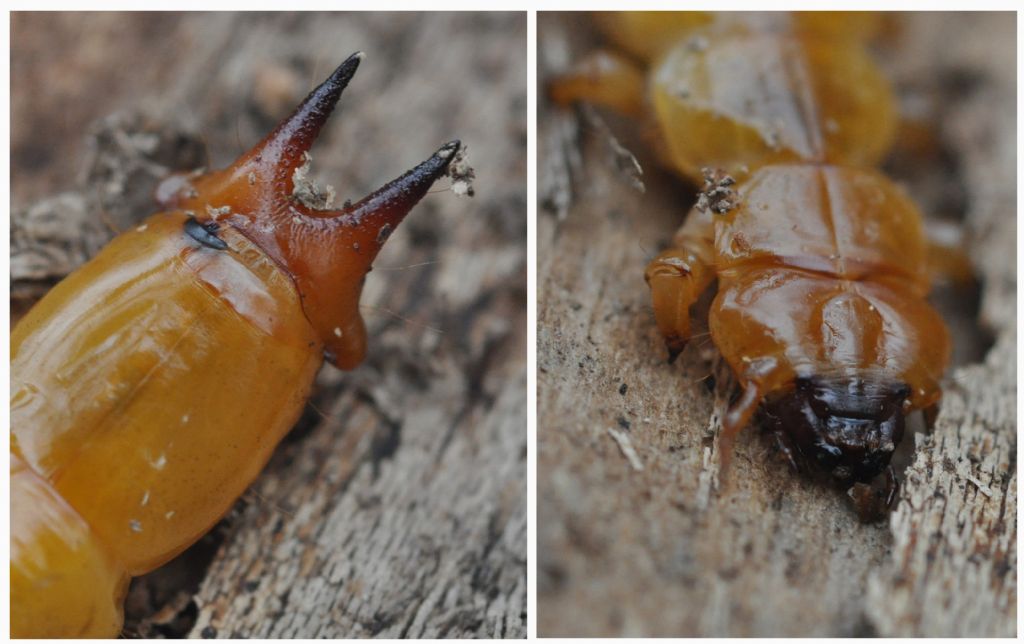 larva di Pyrochroa sp., Pyrochroidae