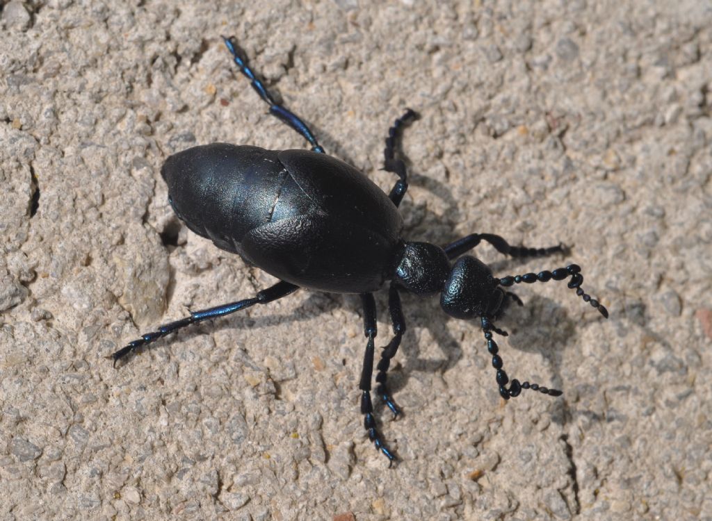 Meloe proscarabaeus, Meloidae