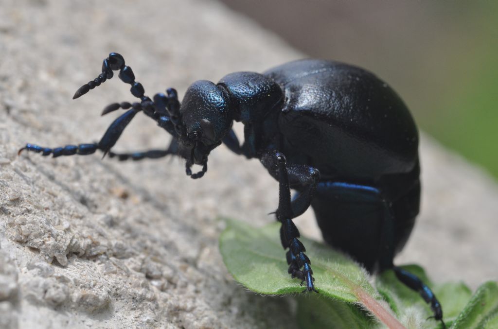 Meloe proscarabaeus, Meloidae