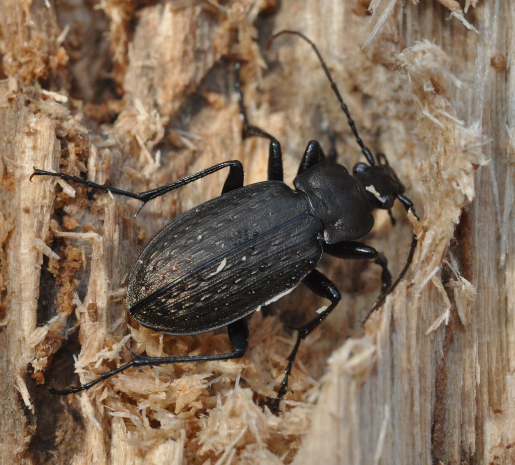 Carabus granulatus, Carabidae