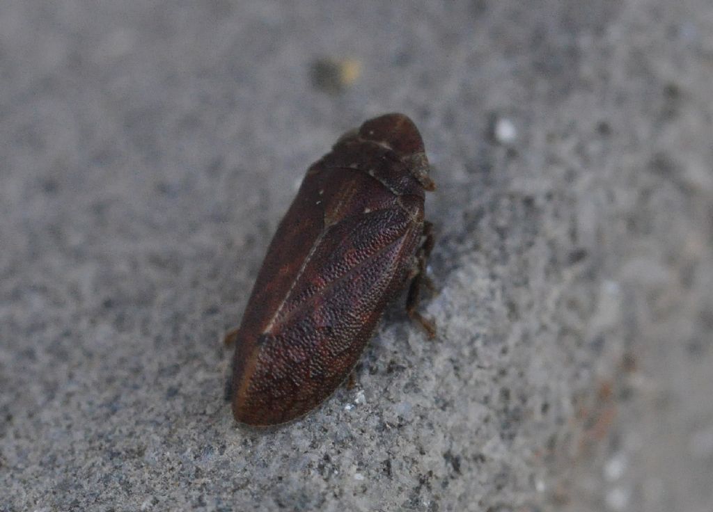 Fulgoromorpha: Tettigometra sp. (Tettigometridae)