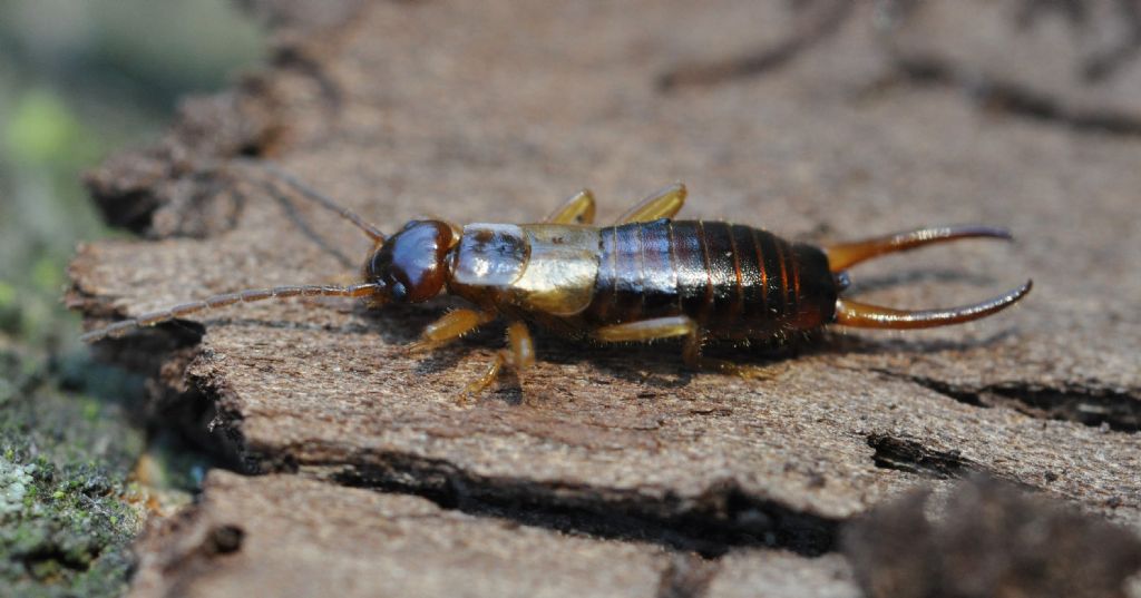 Apterygida albipennis, maschio (Forficulidae)