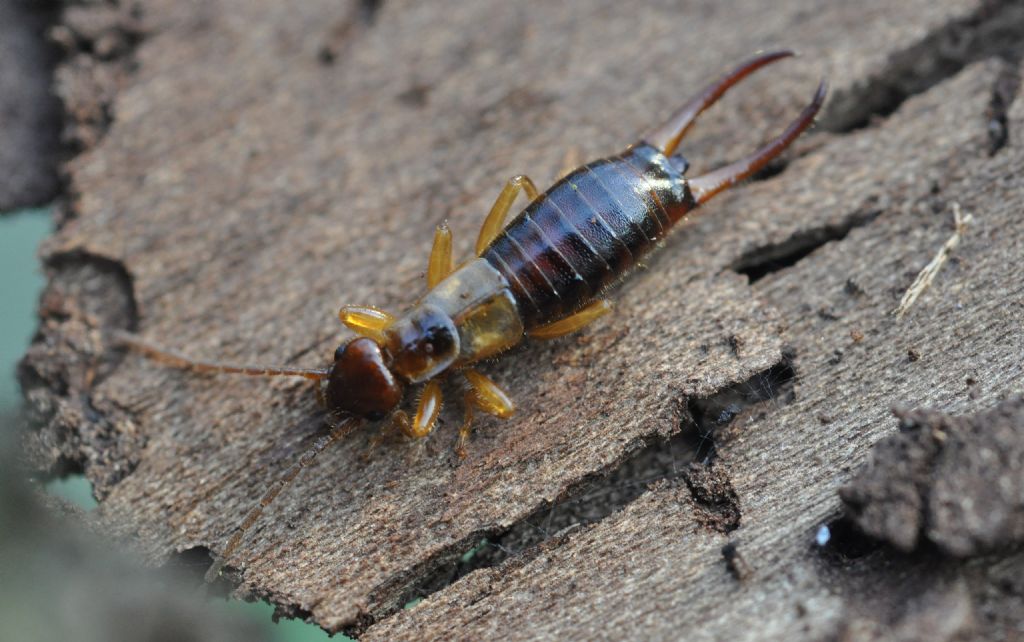 Apterygida albipennis, maschio (Forficulidae)