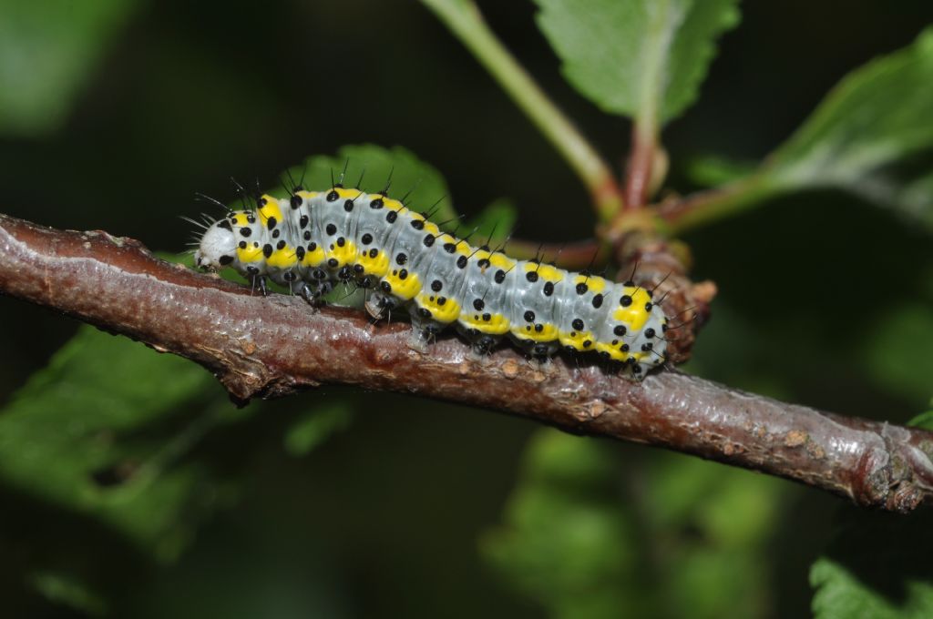 Bruco da id... Diloba caeruleocephala