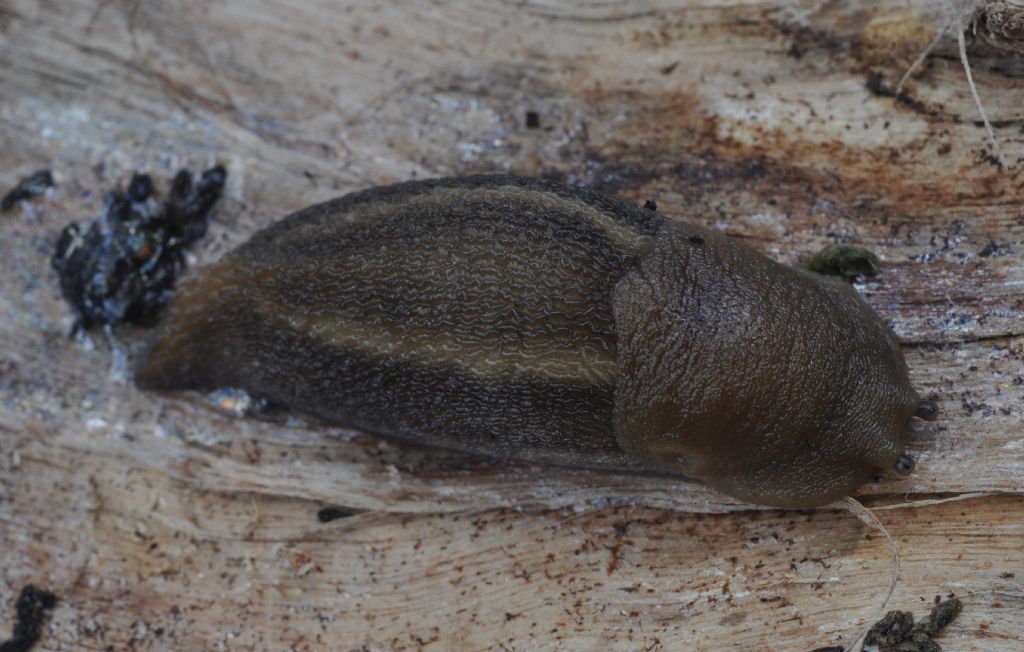 Limax del corsicus-gruppo da Cavriglia (AR)