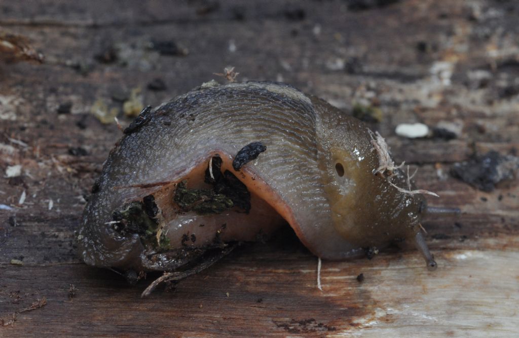 Limax del corsicus-gruppo da Cavriglia (AR)