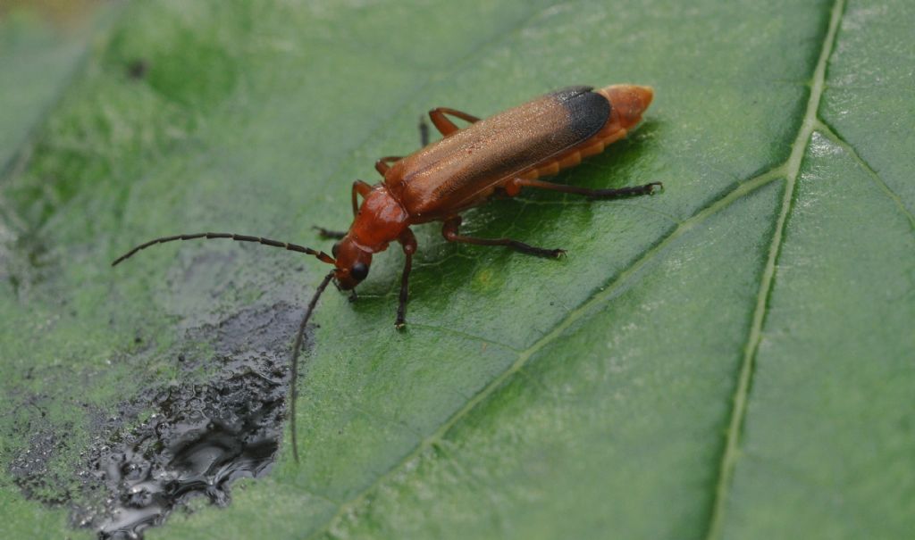 Rhagonycha da identificare