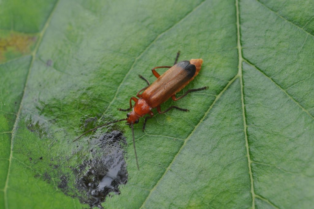 Rhagonycha da identificare