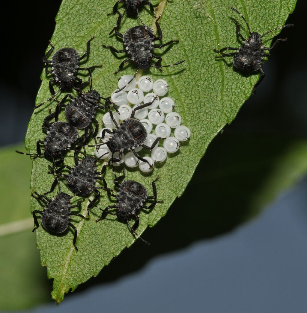 Halyomorpha halys...prosperano!