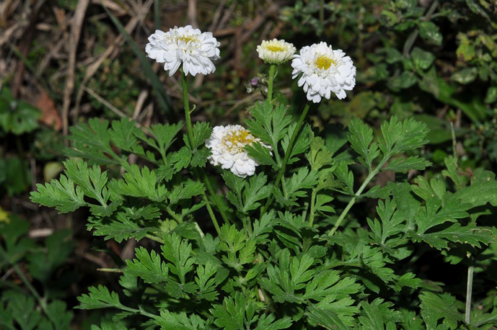 Tanacetum parthenium