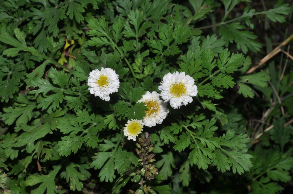 Tanacetum parthenium